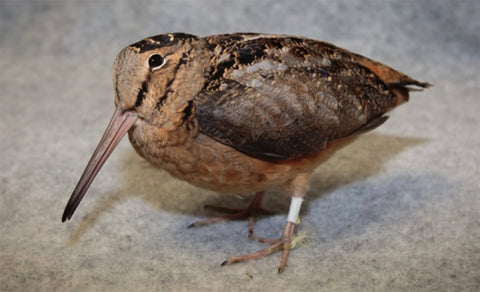 American Woodcock rehabilitated by the Wild Bird Fund