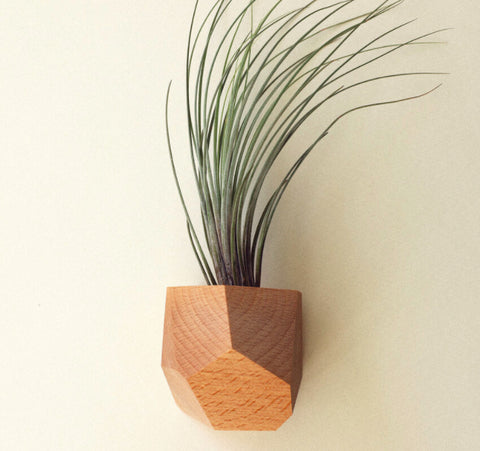 Untitled_Co. Made in USA wooden air plant holder