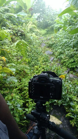 Rainfall along the Boeri Lake trail