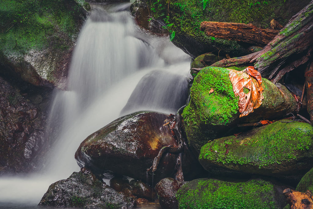 Emerald Pool, Dominica