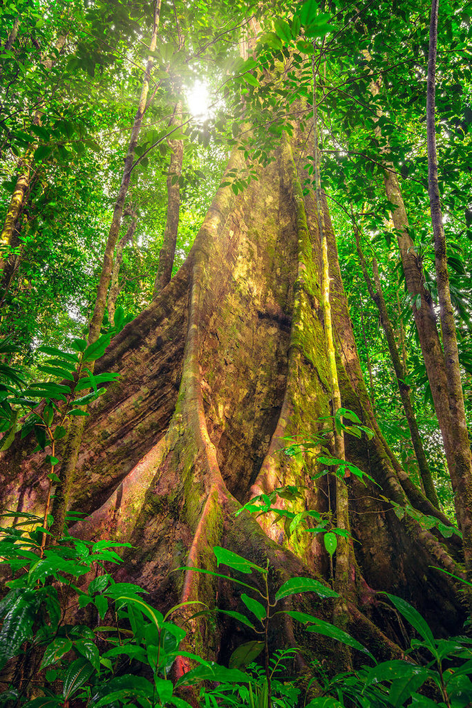 Syndicate Trail, Dominica