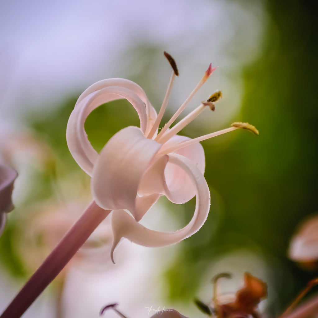 Pink flower by Yuri A Jones