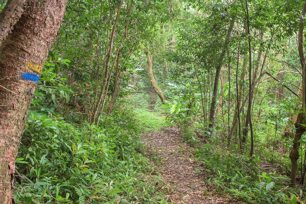 Waitukubuli National Trail Segment 3 (für die New York Times)