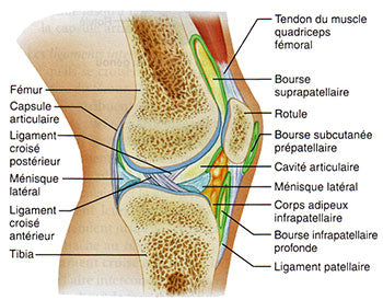 Articulation genou