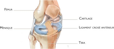 Menisque et cartilage genou