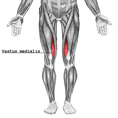 vastus medialis 