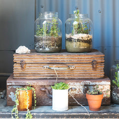 jars on top of a suitcase and plant pots