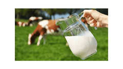 Cow's milk in glass jug