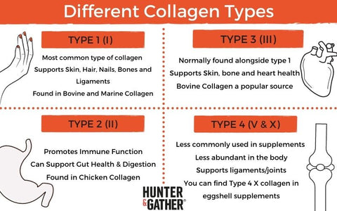 Different types of collagen