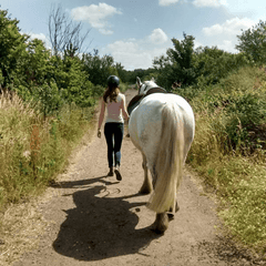 Walk the horse to exercise