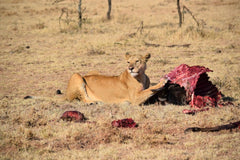 lion with meat carcass