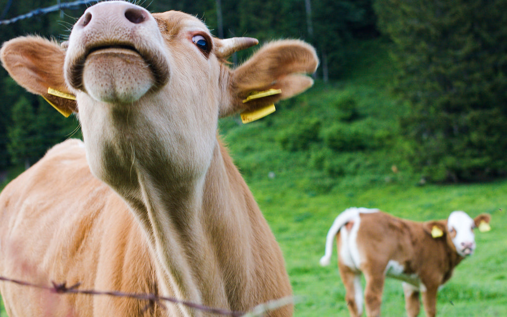 Sacred Cow documentary: Two cows in a field looking through barbed wire fence