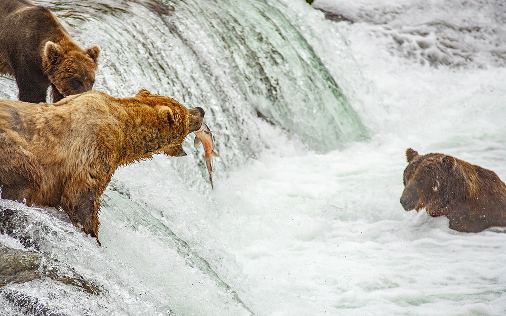 what is a carnivore: three bears catching fish in the river
