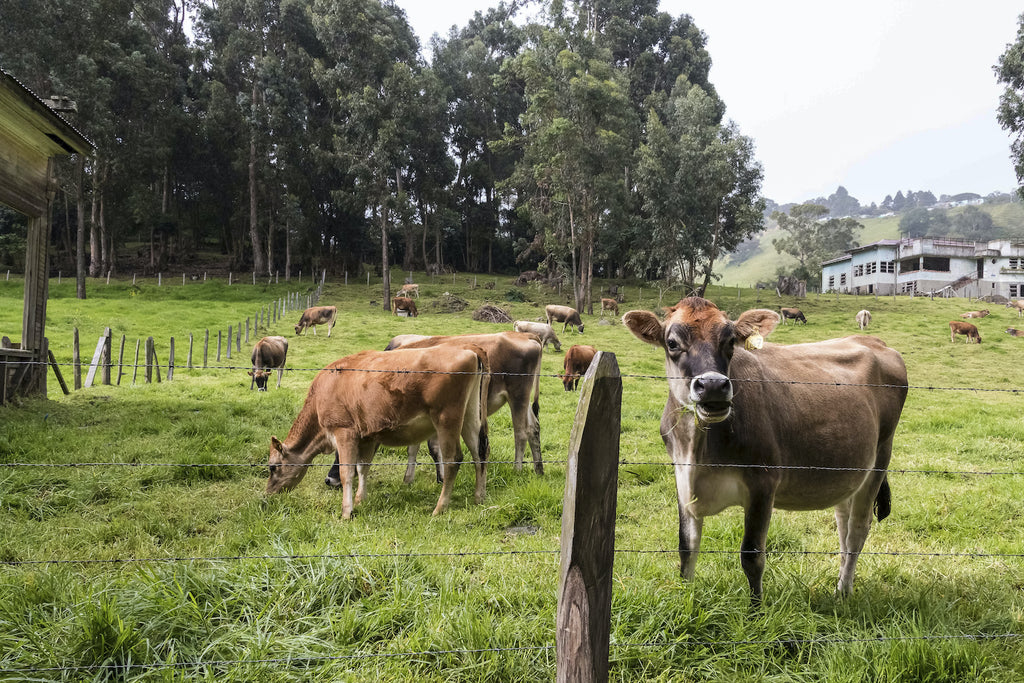 Grass fed meat: Cows grazing on a farm