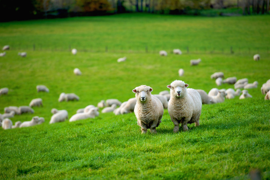 Sheep walking on grass