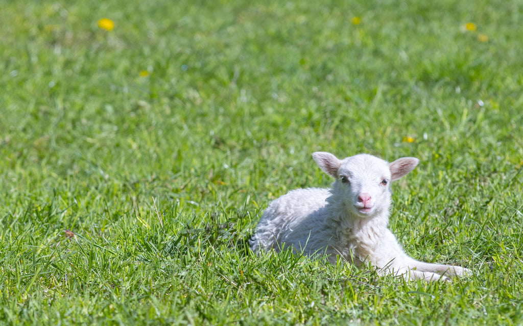 Grass fed meat: Lamb sitting in the grass