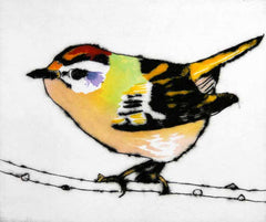 Sold Out - Feisty Firecrest