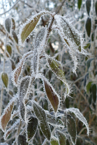葉っぱの残る植物上に発生したアイスクリスタル