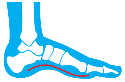 CURREX high profile illustration, having three arch profiles for each type of CURREX insole makes them highly customized.