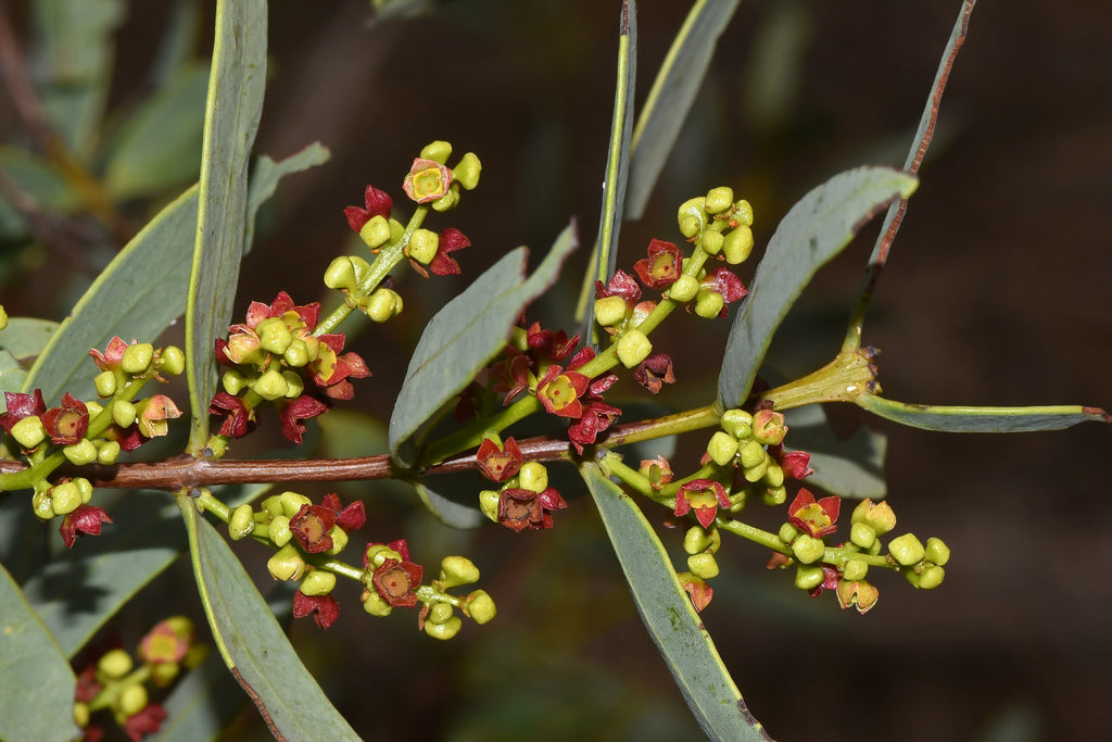 Australian sandalwood Santalum spicatum