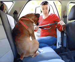 תוצאת תמונה עבור ‪gif seatbelt for dog car‬‏