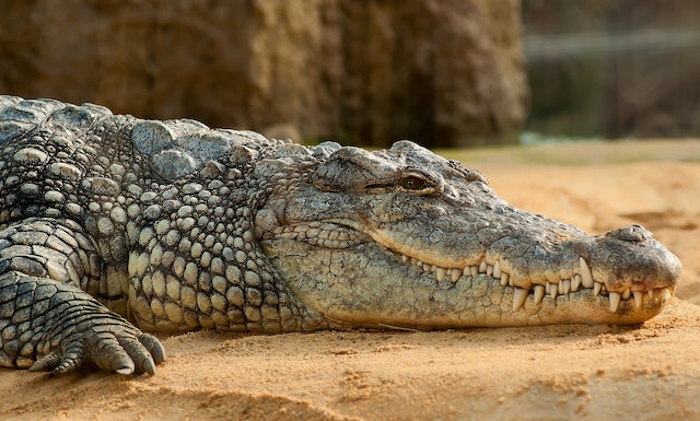 Animal totem - crocodile