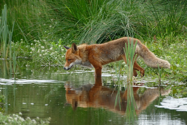 Animal totem - renard