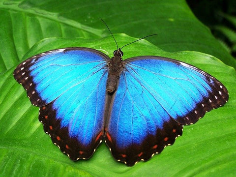 Animal totem - Papillon bleu