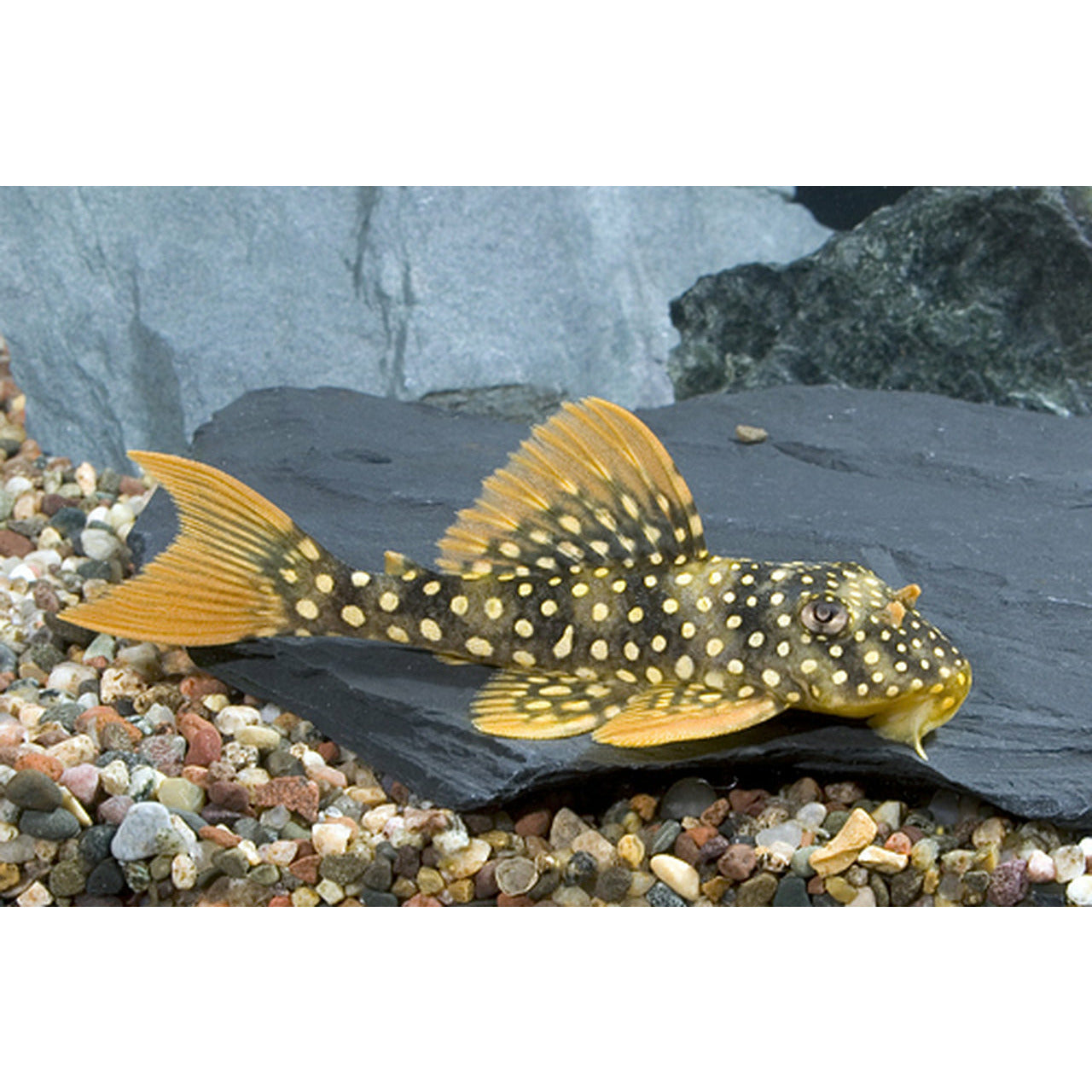 sunshine pleco