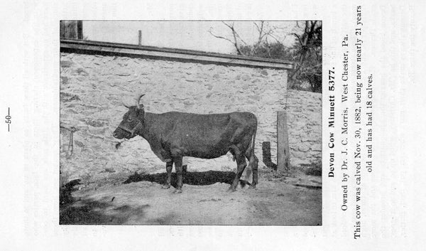 Long Lived Devon Cow