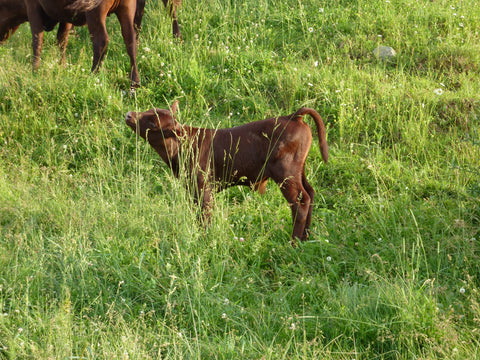 Milking Devon Calf