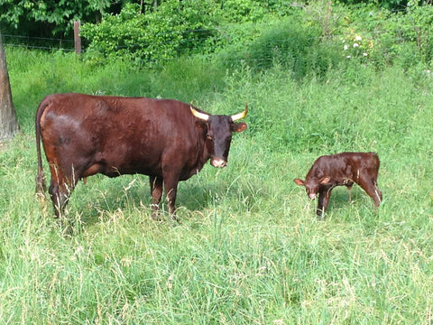 Red Zephyr - Milking Devon Cow and Calf