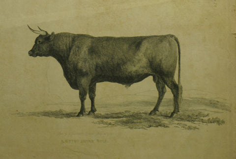 Garrard Devonshire Bull circa 1799