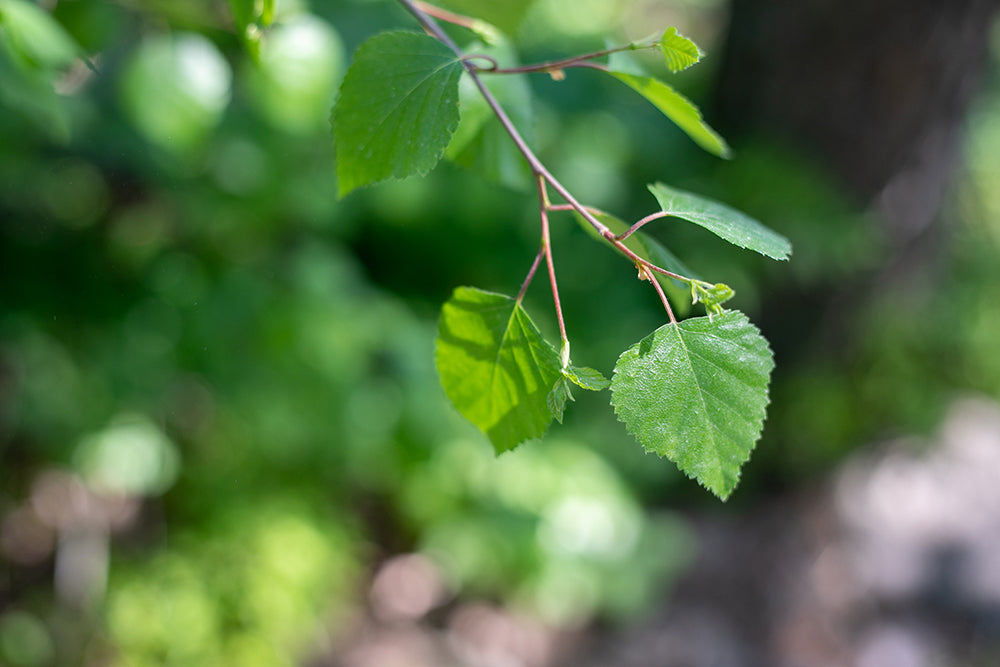 Nystad Sauna Company's products are made of dried birch leaves