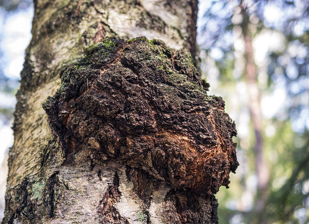 Chaga grows on the side of birch trees.