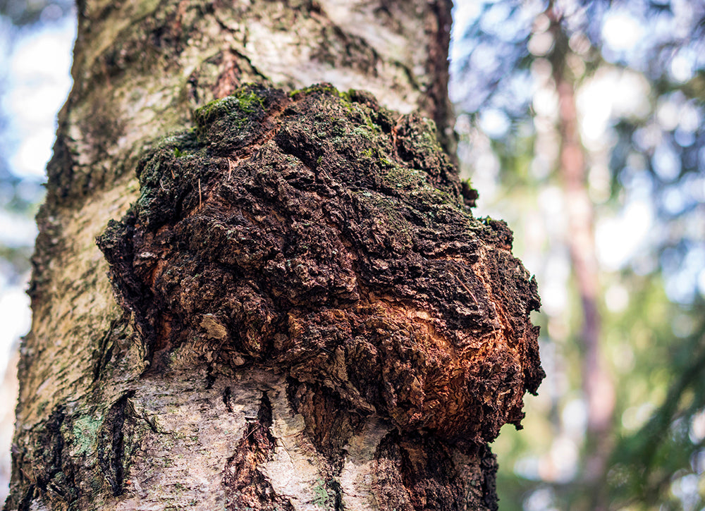 Chaga mushroom growing on a birch tree
