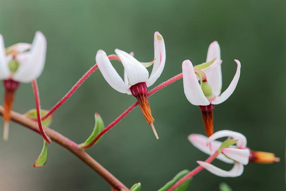Cranberry flowers resemble the head and beak of a crane. 