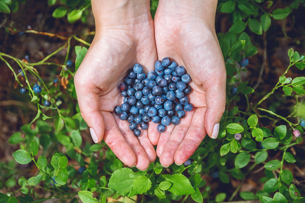 A person holding fresh bilberries in her hands