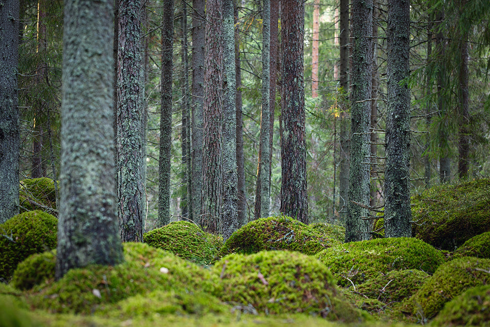 Trees and soil in a quiet forest