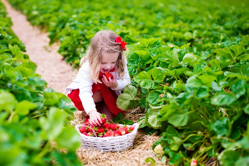 Little girl picking strawberries in a field