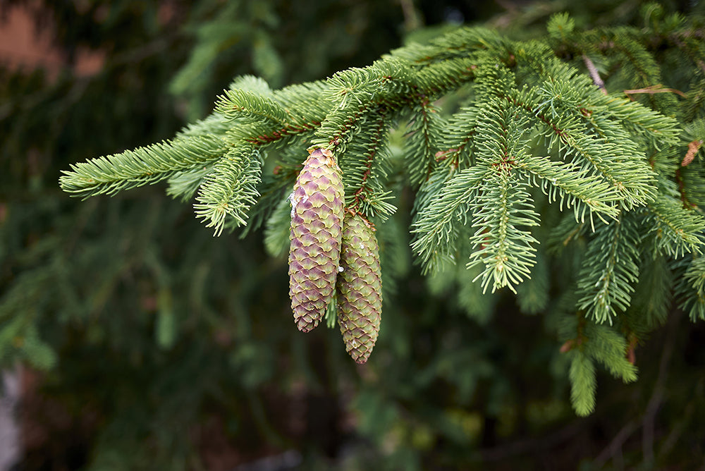 Two cones with resin on a spruce tree
