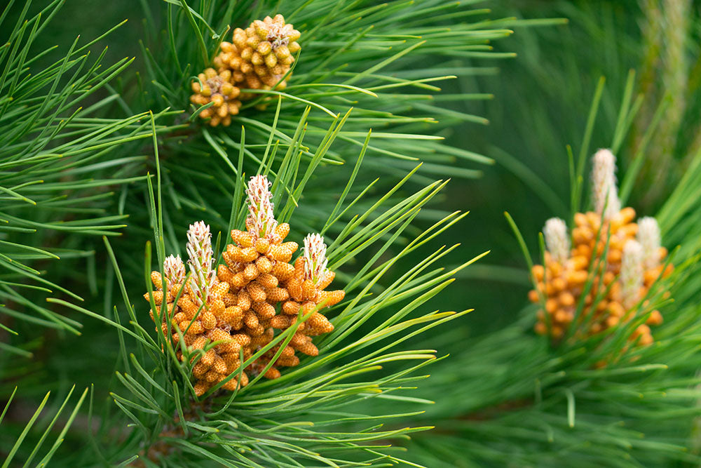 Pine flowers and pine pollen 