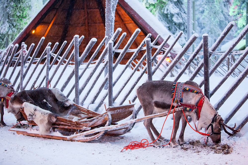 Reindeer and Reindeer sleigh on a snowy ground in front of a fence