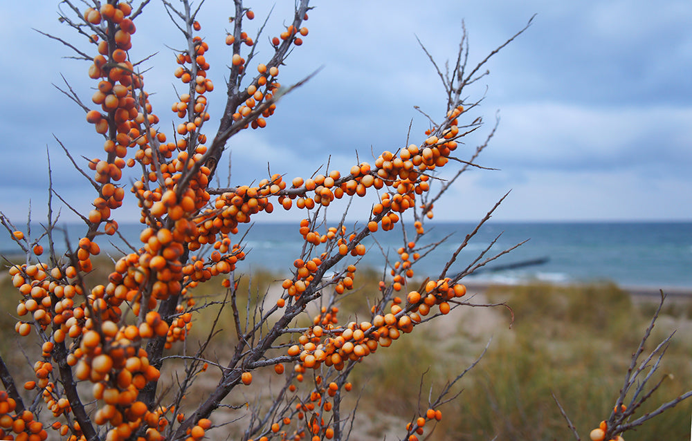 Sea-buckthorn grows on Nordic shores