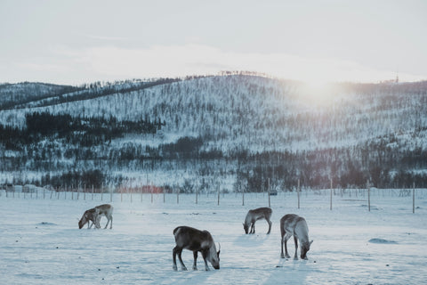 Reindeers in Finnish Lapland