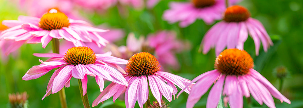 Echinacea flower