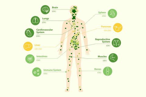 Endocannabinoid System Human Health CB1 and CB2 receptors