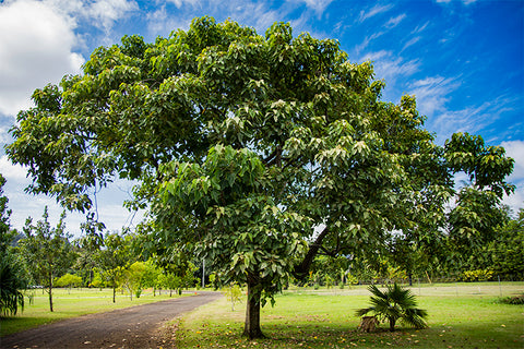 The Kukui Tree From Which Kukui Nut Oil Originates From