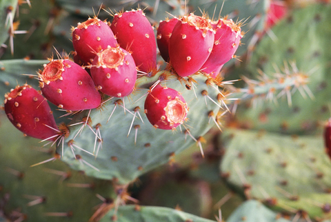 PRICKLY PEAR OIL: THE OIL YOUR SKIN WILL WORSHIP