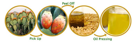 The Prickly Pear Seed Oil Cold-Press Extraction Method